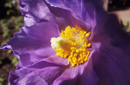 Meconopsis fotografie, cultivare și întreținere