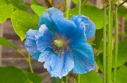 Meconopsis fotografie, cultivare și întreținere