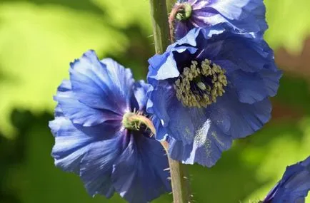 Meconopsis fotografie, cultivare și întreținere