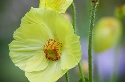 Meconopsis fotografie, cultivare și întreținere