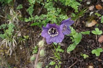 cultivarea Meconopsis de semințe și, mai ales grija, ls