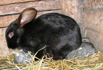 Nyúl tőgygyulladás kezelésére, a tünetek és a megelőzés