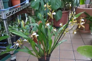 Miltonia otthoni gondozást (orchidea), transzplantáció, reprodukció