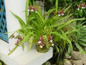 Miltonia otthoni gondozást (orchidea), transzplantáció, reprodukció