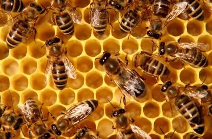 Noi nu știm încă totul despre albine 5 fapte uimitoare