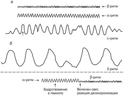 Методи за изследване на нервната система