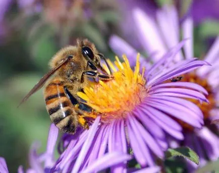 Noi nu știm încă totul despre albine 5 fapte uimitoare