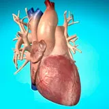 Lehetséges, hogy szülni egy szívhiba - foramen ovale, Fallot-tetralógia
