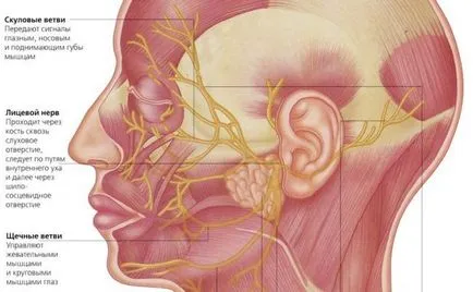 Nevrotice simptome nervoase facial și tratament distins de nevrite