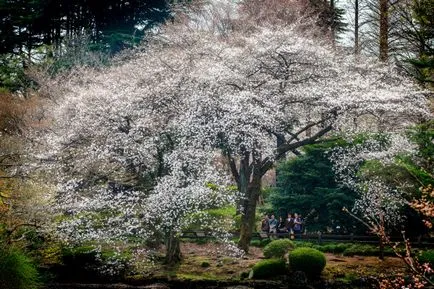 O excursie de neuitat în Japonia - în cazul în care infloreste cireș, miraterra