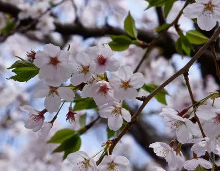 O excursie de neuitat în Japonia - în cazul în care infloreste cireș, miraterra