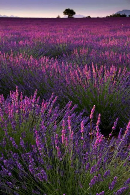 Unele modalități uimitoare de a utiliza lavanda în bucătărie