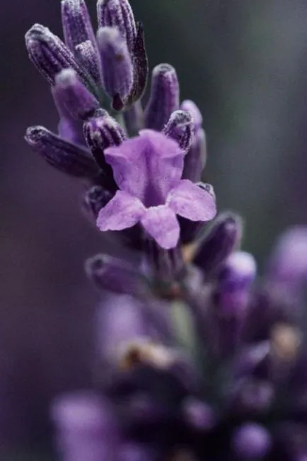 Unele modalități uimitoare de a utiliza lavanda în bucătărie