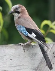 ordinară jay