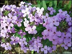 Noapte Violet, noctule, matroană gesperis