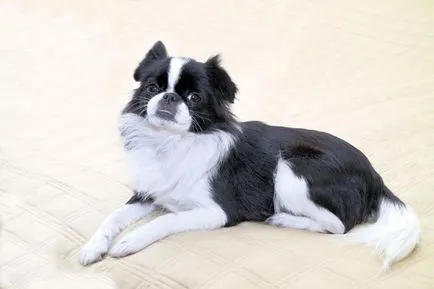 Áttekintés kutyák Japán Chin leírását standard tartalom és képek