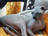 Leírás macska fajta ukrán Levkoy jellegű, karbantartása és tisztítása (fotó)