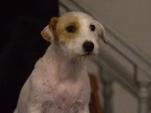 Jellegének leírása a fajta Parson Russell terrier