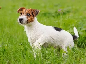 Jellegének leírása a fajta Parson Russell terrier