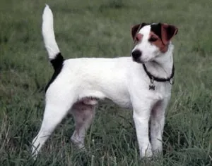Descriere proprietarii de câine rasa Parson Russell Terrier cu comentarii și fotografii