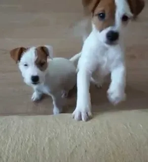 Descriere proprietarii de câine rasa Parson Russell Terrier cu comentarii și fotografii