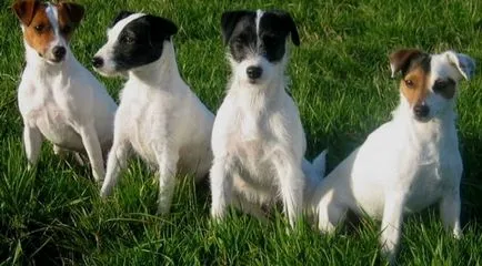 kutyafajta leírása Parson Russell terrier tulajdonosok vélemények és fotók