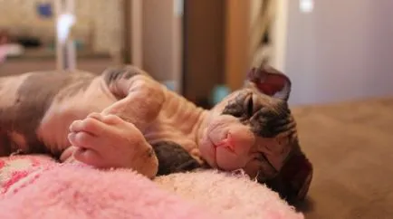 Descriere pisică rasa Levkoy ucraineană caracter, îngrijire și întreținere (foto)