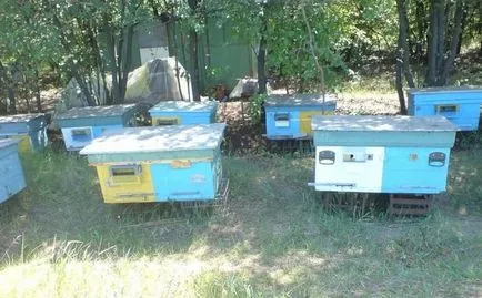 szervezet a méhészet