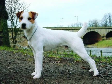 Jellegének leírása a fajta Parson Russell terrier