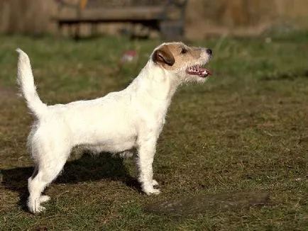 Jellegének leírása a fajta Parson Russell terrier