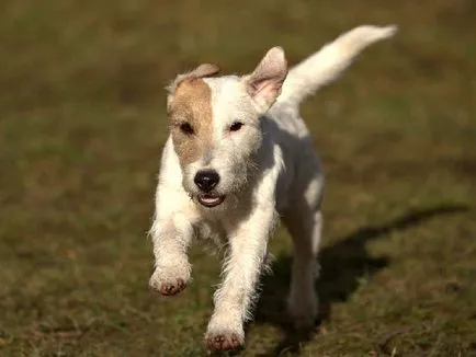 Jellegének leírása a fajta Parson Russell terrier