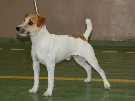 Jellegének leírása a fajta Parson Russell terrier