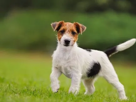 Jellegének leírása a fajta Parson Russell terrier