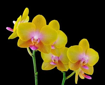 Phalaenopsis orchidea gondozása és jellemzői