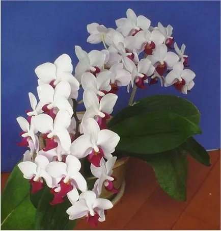Phalaenopsis orchidea gondozása és jellemzői