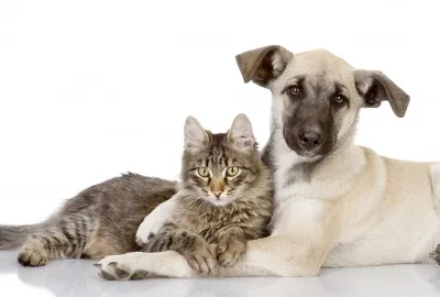 Характеристики на съвместното пребиваване на кучето и котката - 12-obezyan