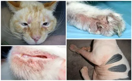 Chromophytosis pisici diagnostic, tratament, prevenire
