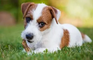 Parson Russell Terrier leírása és a fajta jellemzői, fotók, minden a kutyák