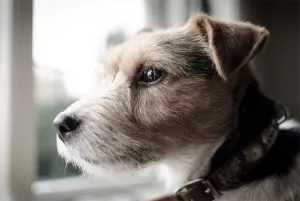 Descriere Parson Russell Terrier și caracteristicile rasei, fotografii, totul despre câini