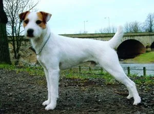 Parson Russell Terrier leírása és a fajta jellemzői, fotók, minden a kutyák