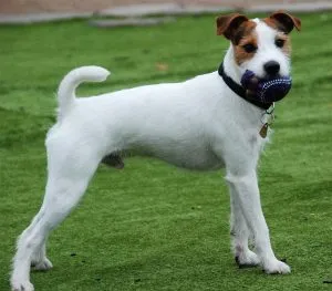 Descriere Parson Russell Terrier și caracteristicile rasei, fotografii, totul despre câini