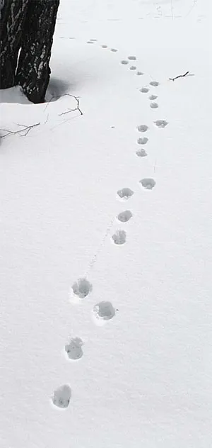 Ловни заекът на проследяване