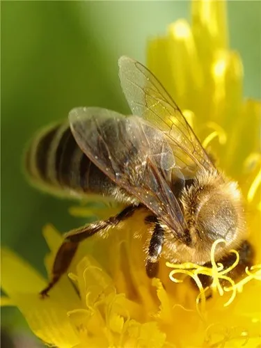 Bee Podmore az onkológiában, hogyan kell helyesen használni