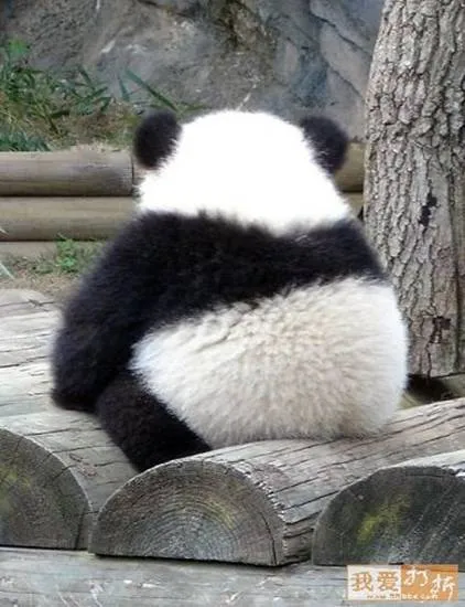 Panda fotografie amuzant