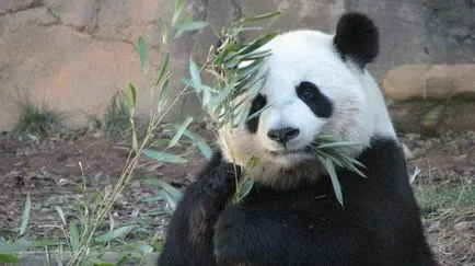 Panda - foarte drăguț și adorabil animale din lume (poze)