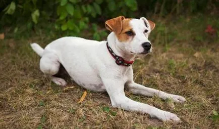 Istoria Parson Russell Terrier, standard si caracter al rasei (foto)