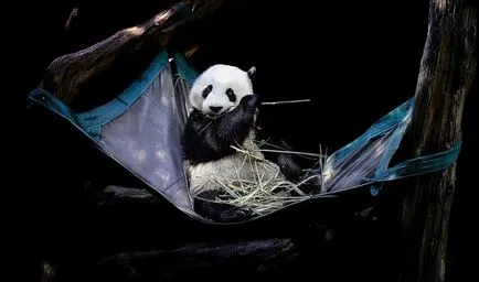 Panda - nagyon aranyos és imádnivaló állat a világon (fotók)