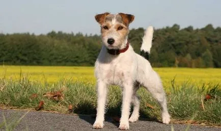 Istoria Parson Russell Terrier, standard si caracter al rasei (foto)