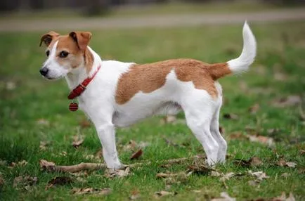 Istoria Parson Russell Terrier, standard si caracter al rasei (foto)