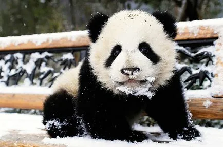 Panda fotografie amuzant